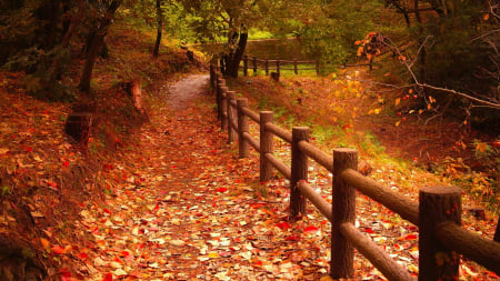 Autumn leaves in a park - fence, trees, path, fall, leaves, colors