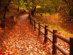 Autumn leaves in a park