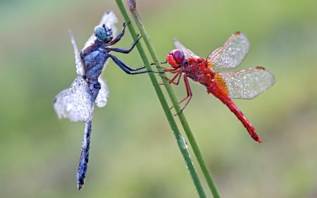 Dragonfly - animal, insect, macro, dragonfly