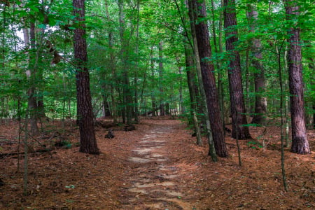 Path through Forest - nature, trees, forest, path