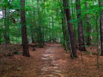 Path through Forest