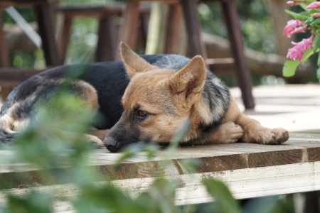 A dog sleeping in sunsight - animal, sleep, pet, dog