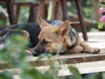 A dog sleeping in sunsight