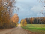 Autumn Road