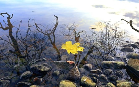 Leaf in Water - rocks, autumn, maple, Latvia, water, leaf