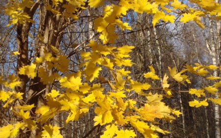 Maple in Autumn - leaves, Latvia, birches, maple