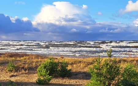 Beach in Latvia - beach, sea, waves, trees, clouds, Latvia