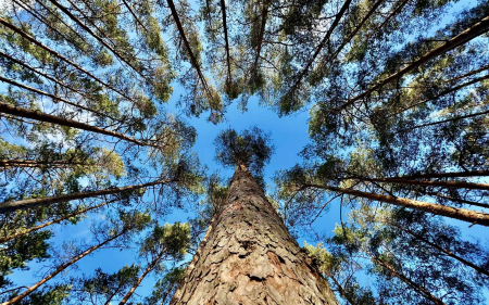 Pine Forest - Latvia, trees, forest, pines, sky