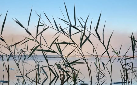 Reeds in Lake - Latvia, lake, reflection, reeds