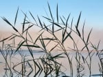 Reeds in Lake