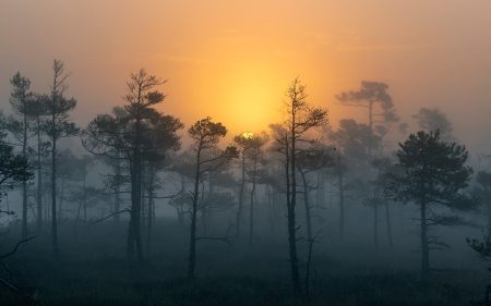 Sunrise over Moorland - Latvia, sunrise, trees, moorland, mist