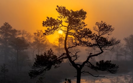 Sunrise over Moorland - Latvia, sunrise, pine, moorland, mist