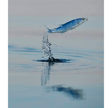 Fish Jumping - animal, water, fish, jumping