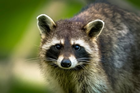 Raccoon - nature, animal, mammal, raccoon