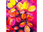 Rain Drops on Leaves