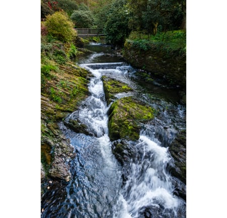 River in forest - forest, river, nature, dam, water, bridge