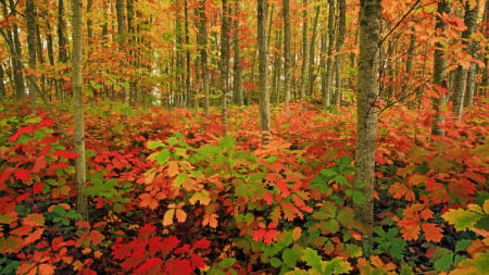 Autumn Forest - leaves, fall, colors, trees, bush