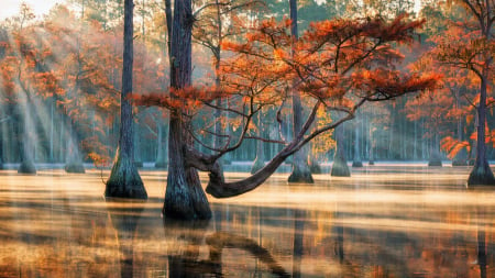 Cypresses at Fall, Florida - colors, trees, autumn, water, leaves, usa