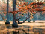 Cypresses at Fall, Florida