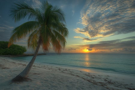 Sunset over the ocean - Water, Ocean, Sunset, Tree