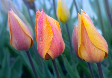 Tulips - nature, tulips, macro, flower