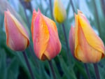 Tulips