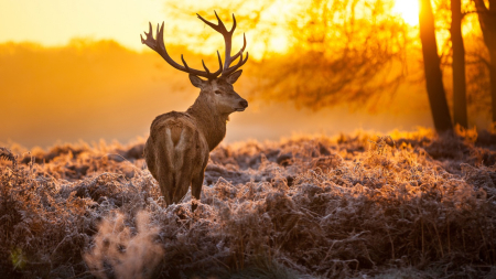 Frosty morning - fall, wallpaper, animals, deer, nature, autumn