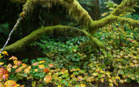 North Shore forest, BBritish Columbia - leaves, branches, colors, autumn