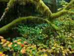 North Shore forest, BBritish Columbia