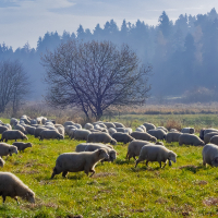 Sheep in Autumn Pasture