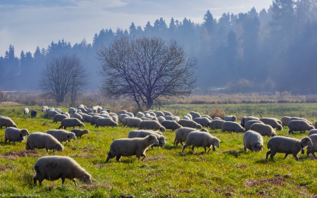 Sheep in Autumn Pasture - Poland, trees, sheep, grass