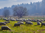 Sheep in Autumn Pasture