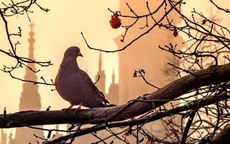 Pigeon in Krakow, Poland - Krakow, Poland, tree, church, pigeon