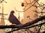 Pigeon in Krakow, Poland