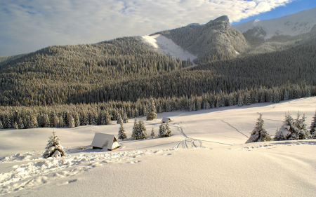 Winter in Tatra, Poland - mountains, Tatra, spruces, Poland, hut, snow