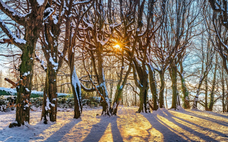 Winter Sun - winter, Poland, trees, sun, snow