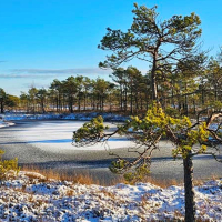 Frozen Swamp