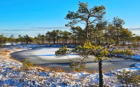 Frozen Swamp - Latvia, winter, pines, swamp, ice