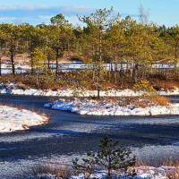 Frozen Swamp