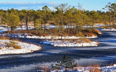 Frozen Swamp - Latvia, winter, pines, swamp, ice