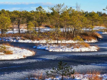 Frozen Swamp