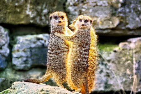 Meerkats - meerkats, animal, nature, mammal