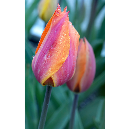 Tulips - flower, tulips, water drops, macro, nature