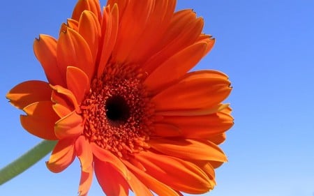 big Orange flower - orange, flower, nature