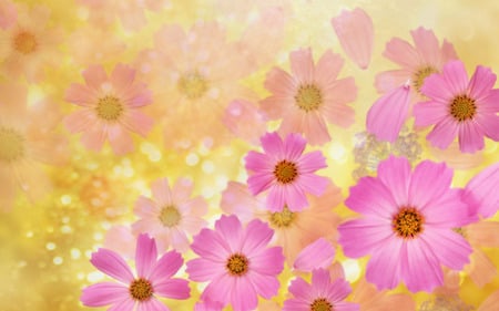 Cosmos flowers. jpg - blooms, flowers, pink, cosmos