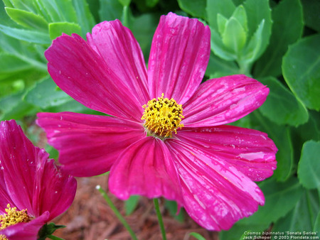 CosmosSonataSeries800. jpg - flower, pink, nature, bloom