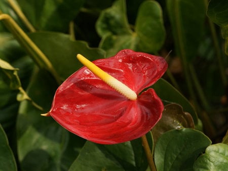 red anthurium flower dsc01509 a1 wp .jpg - red, flower, nature, bloom