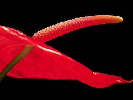 anthurium honolulu hawii 800x600. jpg - anthurium, bloom red hawaii