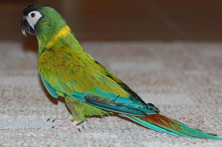 My Colorful Macaw - turquoise, parrot, green, colorful, yellow collar, macaw