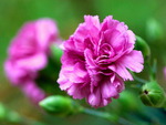 Pink Carnation